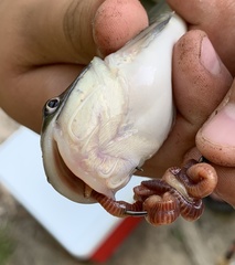 Ameiurus catus