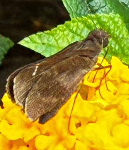 Clouded Skipper
