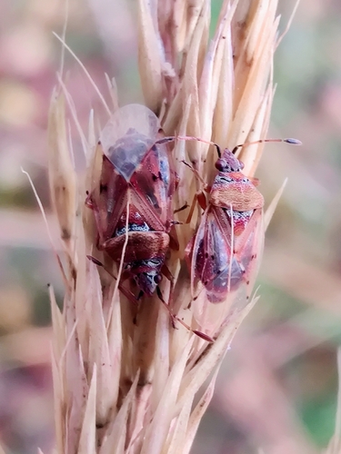 Birch Catkin Bug