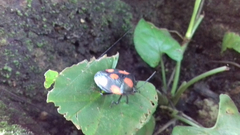 Brachystethus rubromaculatus