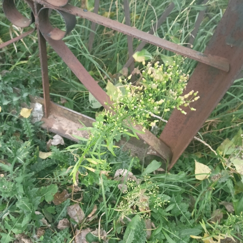 horseweed