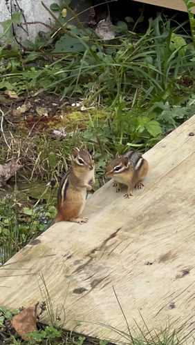 Eastern Chipmunk
