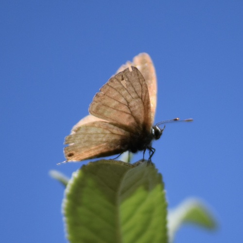 Lang's Short-tailed Blue
