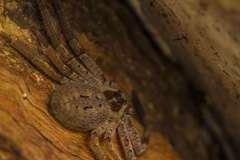 Isopeda canberrana