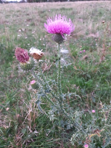 Broad-winged Thistle