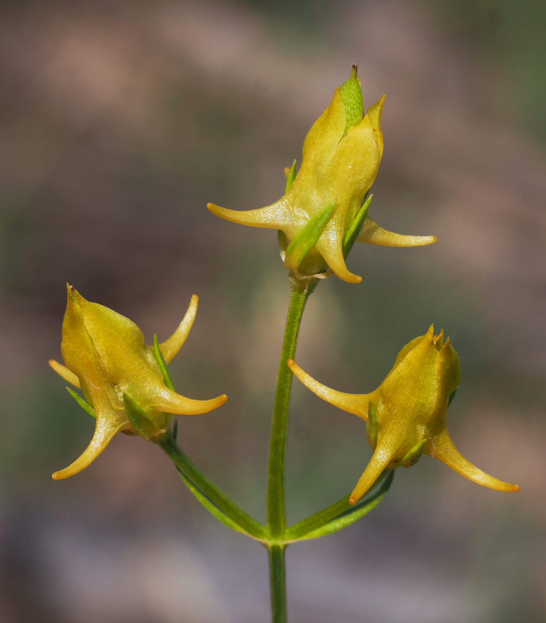 Halenia rothrockii