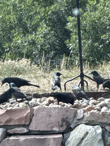 Common Grackle