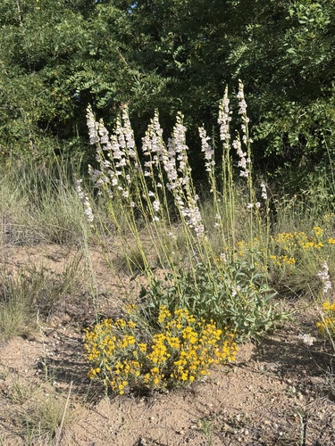 Penstemon palmeri