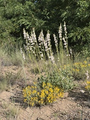 Penstemon palmeri