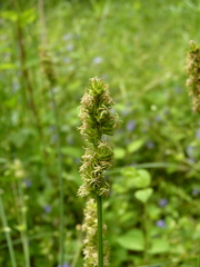 Carex laevivaginata