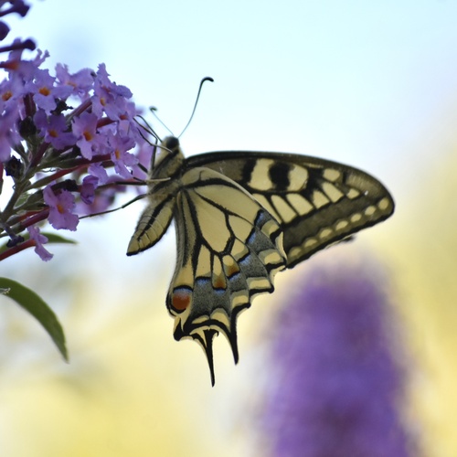 Old World Swallowtail