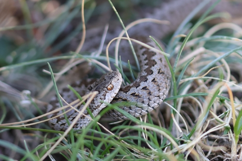 Meadow Viper, Alpes-de-Haute-Provence, Provence-Alpes-Côte d'Azur, FR, photo 6 of 10