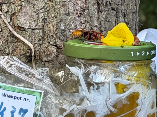 European Hornet