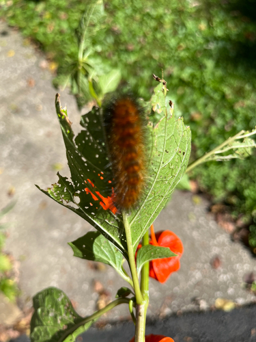 Virginian Tiger Moth