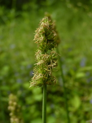 Carex laevivaginata