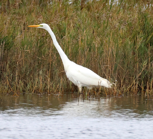 Great Egret