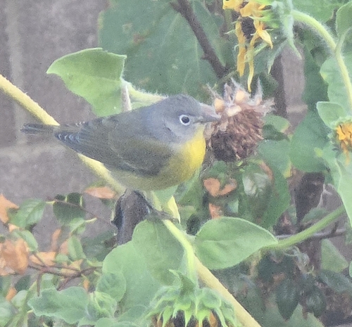 Virginia's Warbler