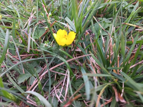 Creeping cinquefoil