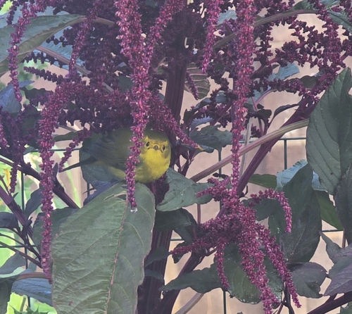 Wilson's Warbler