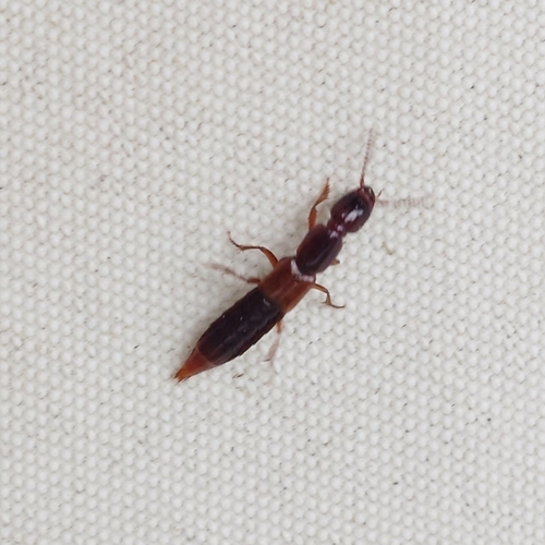 Othius punctulatus