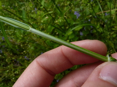 Carex laevivaginata