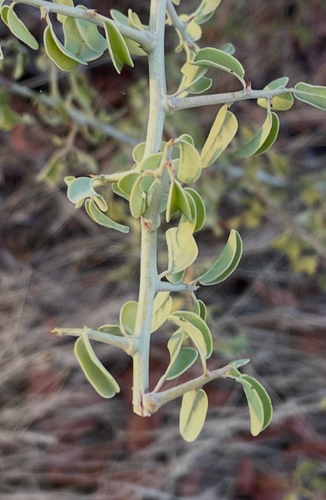 Ximenia americana
