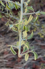 Ximenia americana