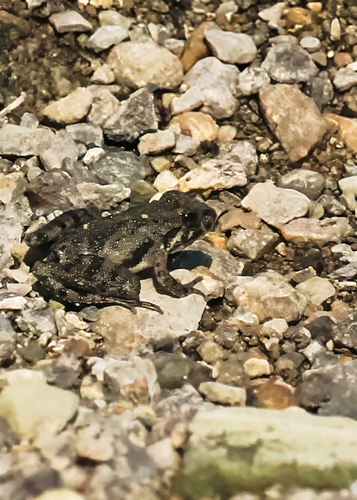 Blanchard's Cricket Frog