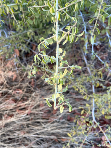 Ximenia americana, photograph 2