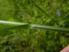 Carex laevivaginata