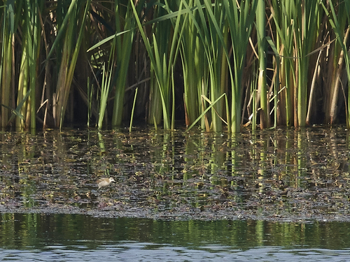 Little Crake