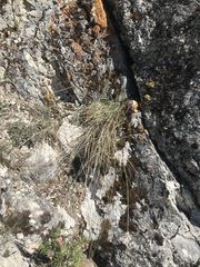 Pseudoroegneria spicata spicata