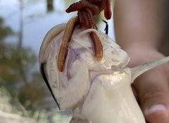 Ameiurus catus
