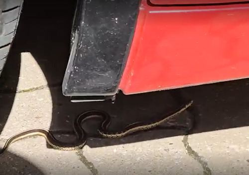 Eastern Garter Snake