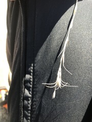 Pseudoroegneria spicata spicata