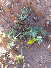 Cymopterus