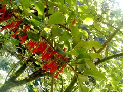 Iochroma fuchsioides