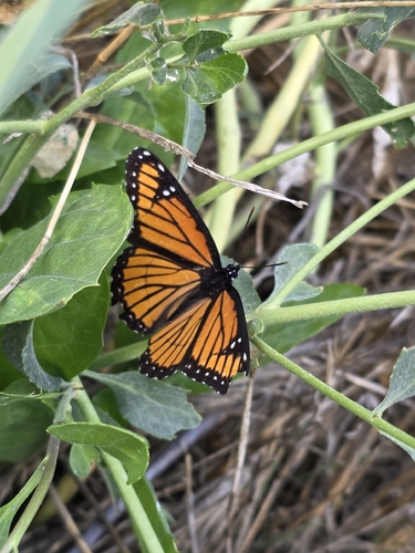 Viceroy