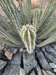 Euphorbia virosa, photograph (c) Dave U, some rights reserved (CC BY-SA)