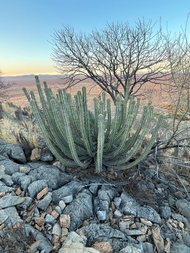 Euphorbia virosa, photograph 1