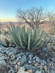 Euphorbia virosa