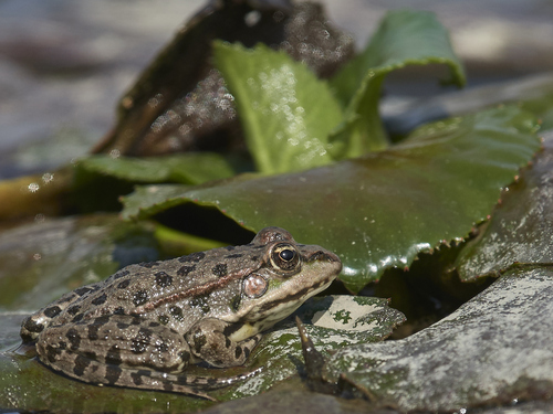 Marsh Frog