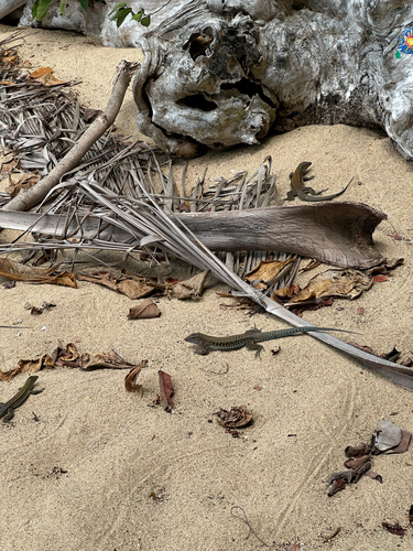 Common Puerto Rican Ameiva