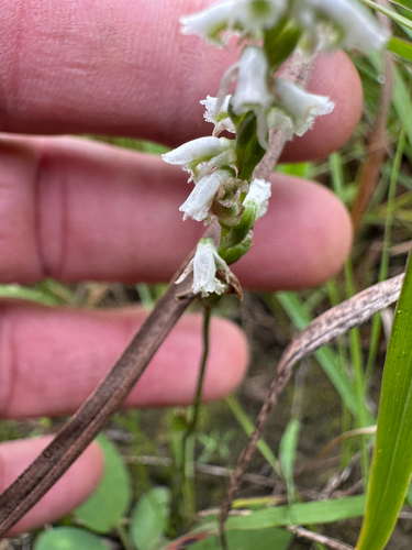 Slender Ladies' Tresses