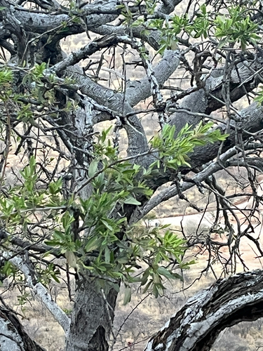 Boscia albitrunca