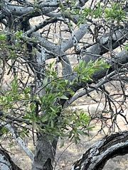 Boscia albitrunca
