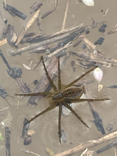 Six-spotted Fishing Spider