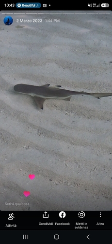Blacktip Reef Shark