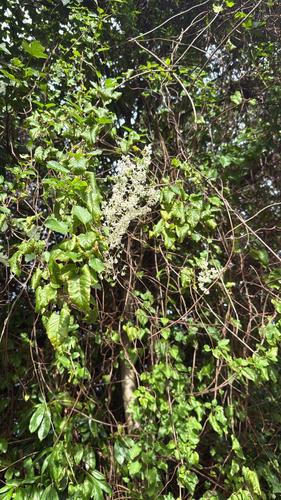 Bukhara Fleeceflower