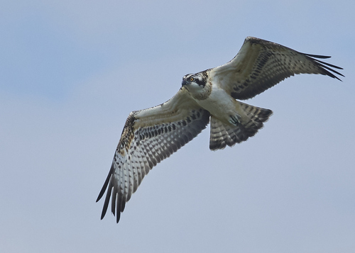 Osprey